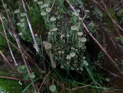 Cladonia fimbriata