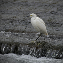 Egretta garzetta garzetta