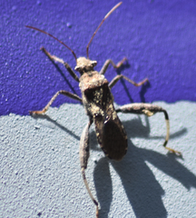 Heegeria tangirica
