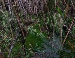 Cladonia fimbriata