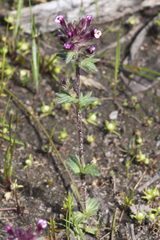 Parentucellia latifolia