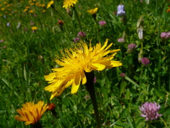 Hypochaeris maculata