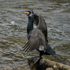 Phalacrocorax carbo hanedae