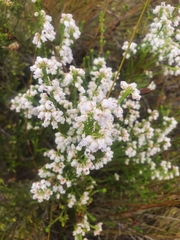 Erica margaritacea