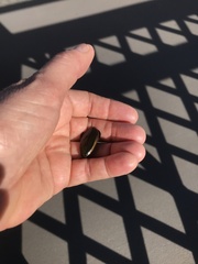 Cybister tripunctatus