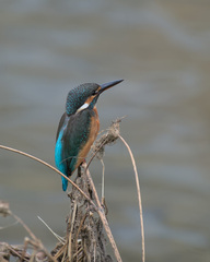 Alcedo atthis bengalensis
