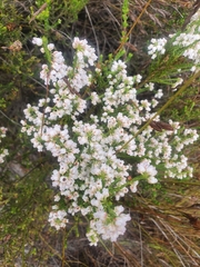 Erica margaritacea