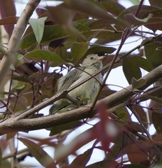 Dicaeum erythrorhynchos