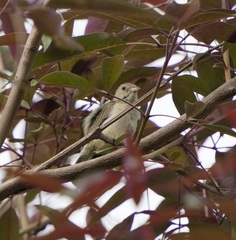 Dicaeum erythrorhynchos