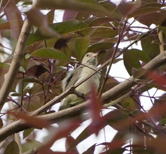 Dicaeum erythrorhynchos