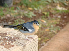 Fringilla coelebs canariensis