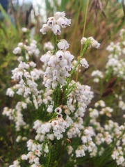 Erica margaritacea
