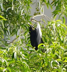 Anhinga melanogaster