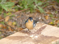 Fringilla coelebs canariensis