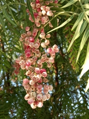 Schinus molle