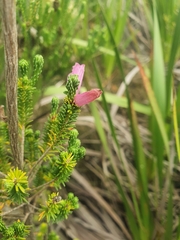 Erica verticillata