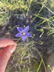 Wahlenbergia gracilis