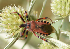 Rhynocoris