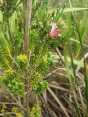 Erica verticillata