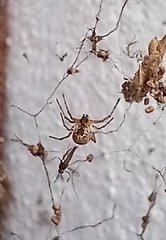 Cyrtophora cicatrosa