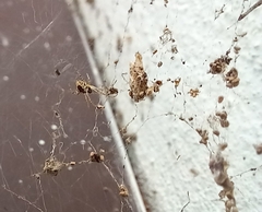 Cyrtophora cicatrosa