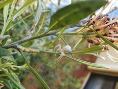 Zygometis xanthogaster