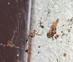 Cyrtophora cicatrosa