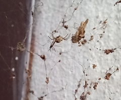 Cyrtophora cicatrosa