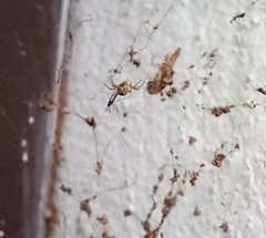 Cyrtophora cicatrosa