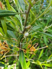 Zygometis xanthogaster