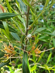 Zygometis xanthogaster