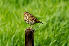 Turdus philomelos clarkei