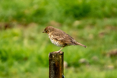 Turdus philomelos clarkei