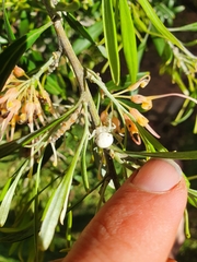 Zygometis xanthogaster