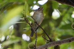 Muscicapa muttui