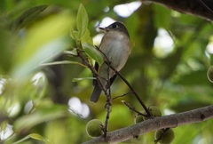 Muscicapa muttui