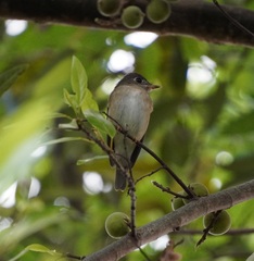 Muscicapa muttui