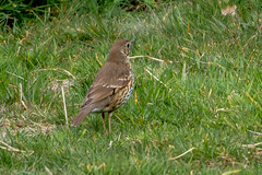 Turdus philomelos clarkei