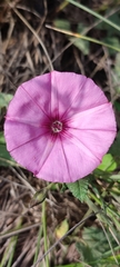 Convolvulus althaeoides