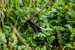 Fringilla coelebs gengleri