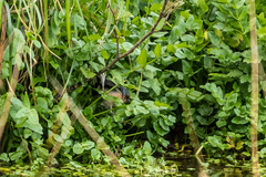 Fringilla coelebs gengleri