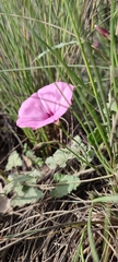 Convolvulus althaeoides