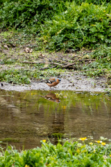 Fringilla coelebs gengleri
