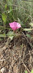 Convolvulus althaeoides