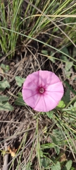 Convolvulus althaeoides