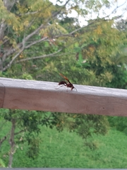 Polistes tenebricosus