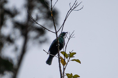 Prosthemadera novaeseelandiae novaeseelandiae