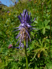 Phyteuma betonicifolium