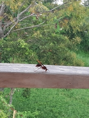 Polistes tenebricosus