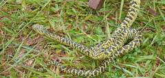 Atheris ceratophora